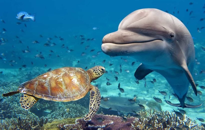 Hurghada Excursions for Non-Swimmers