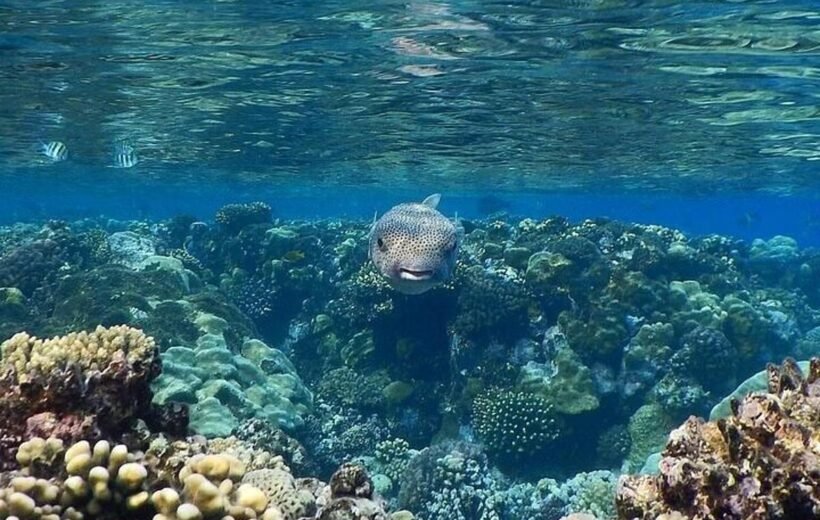 Red Sea Snorkeling Safety Tips for Hurghada Excursions