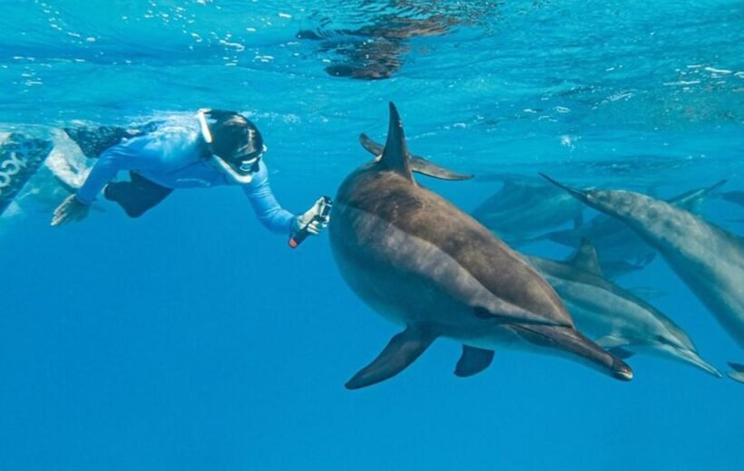 Dolphin House Hurghada Boat Trip with Snorkeling and Lunch