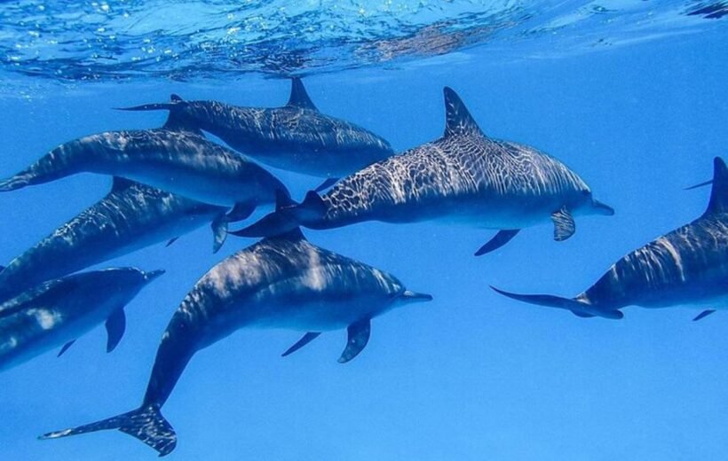Dolphin House Hurghada: Responsible Wildlife Trip Guide